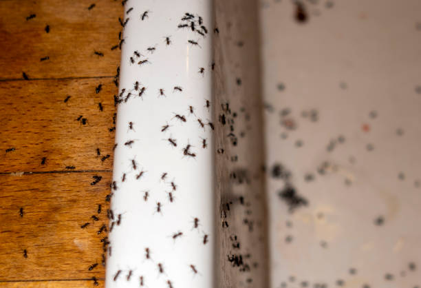 Wasp Removal Services in Whitley City, KY