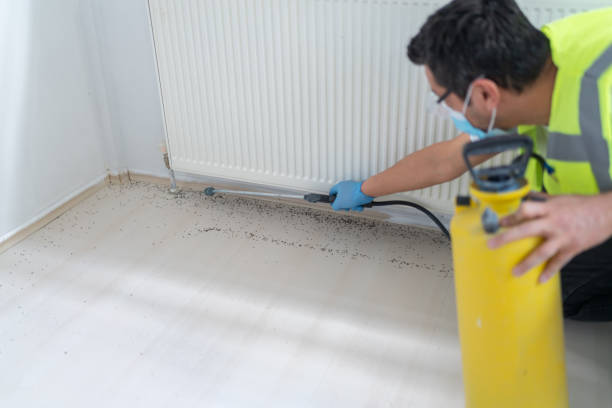 Best Termite Control Services  in Whitley City, KY